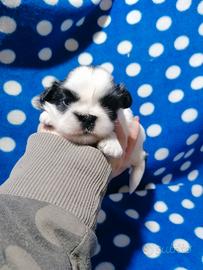 Shih Tzu cucciolo taglia molto piccola