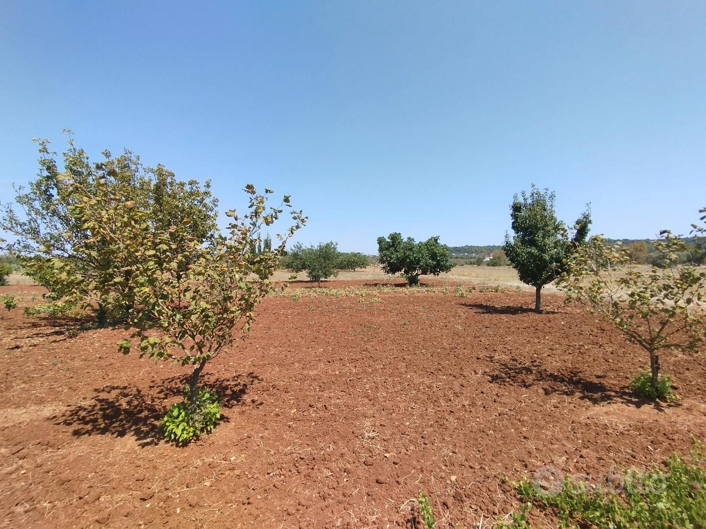 Terreno agricolo a Casarano - 12.000 mq - Vista 3