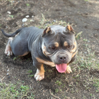 American bully