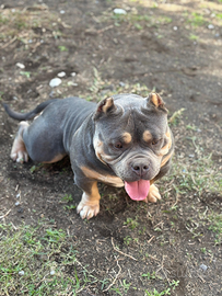 American bully