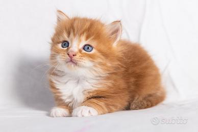 Cuccioli gatto siberiano disponibili