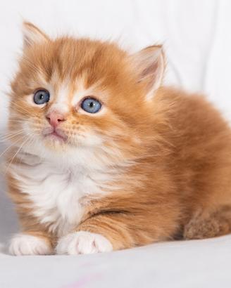 Cuccioli gatto siberiano disponibili
