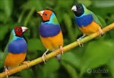 Diamanti di Gould