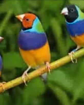 Diamanti di Gould
