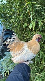 Galli incrocio moroseta