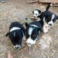Disponibili cuccioli border collie