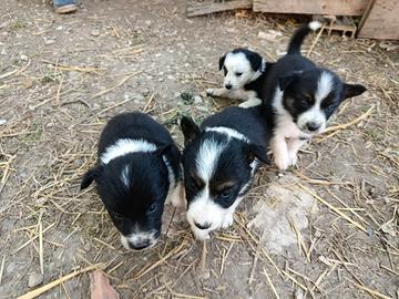 Disponibili cuccioli border collie