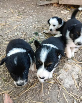 Disponibili cuccioli border collie