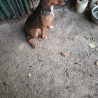 Segugio maremmano Femmina