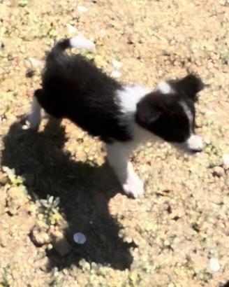 Border Collie