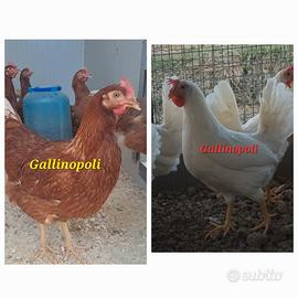 Galline Ovaiole isa brown Livornese in deposizione
