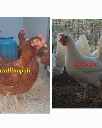 Galline Ovaiole isa brown Livornese in deposizione