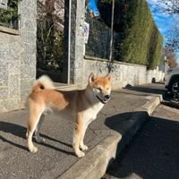 Maschio di Shiba Inu per accoppiamento