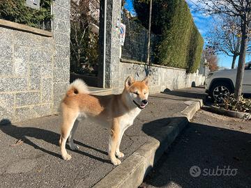 Maschio di Shiba Inu per accoppiamento