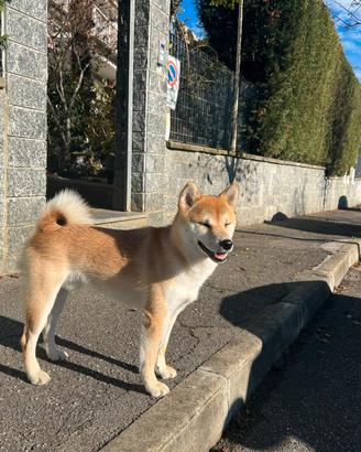 Maschio di Shiba Inu per accoppiamento