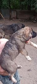 Cuccioli di caucaso 1500 euro tutte e due