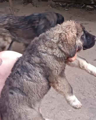 Cuccioli di caucaso 600 euro tutte e due