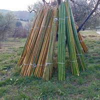 Canne di bambù