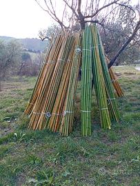 Canne di bambù