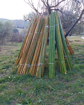 Canne di bambù