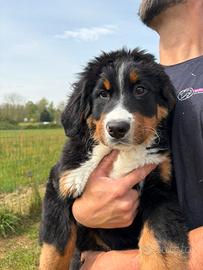 Bovaro del bernese