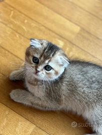 Cucciola di Scottish Fold colore biscotto scuro