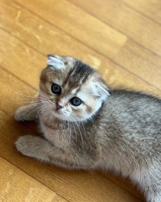Cucciola di Scottish Fold colore biscotto scuro