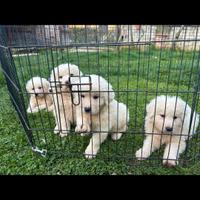 Cuccioli di pastore maremmano abruzzese disponibil