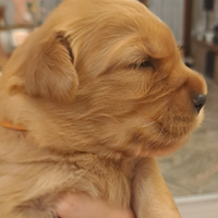 Cuccioli golden retriever americani