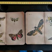 Stampe cromlitografie farfalle