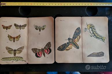 Stampe cromlitografie farfalle