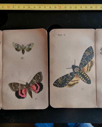Stampe cromlitografie farfalle