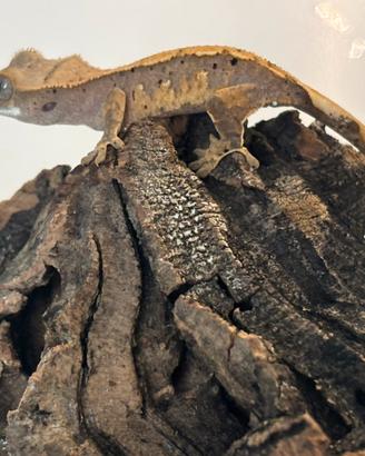 Geco cilliatus