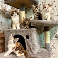 Cuccioli di norvegese delle foreste