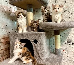 Cuccioli di norvegese delle foreste