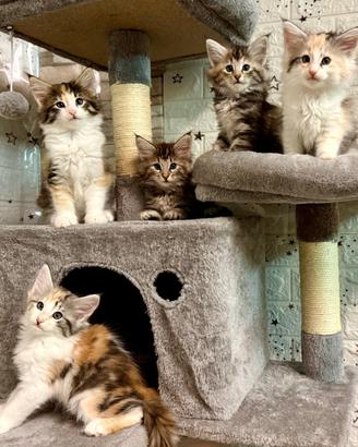 Cuccioli di norvegese delle foreste