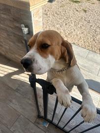 Beagle con pedigree