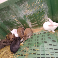 Conigli razza gigante