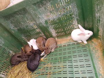 Conigli razza gigante