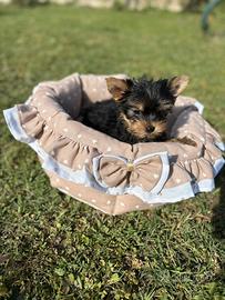 Yorkshire terrier maschio