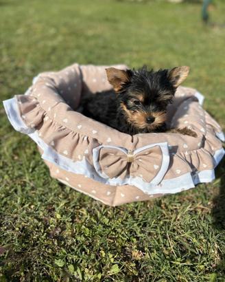 Yorkshire terrier maschio