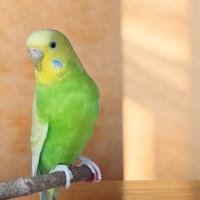 Pappagalli ondulati cocorite