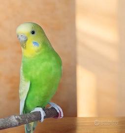 Pappagalli ondulati cocorite