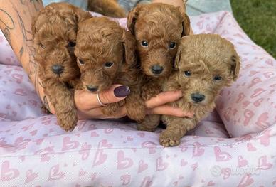 Cuccioli Barboncino