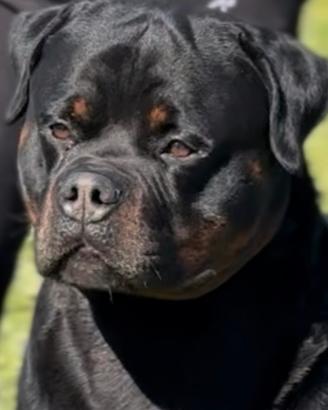 Rottweiler