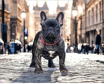 Bulldog francese cucciolo maschio