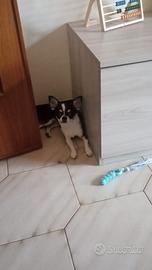 Chiwawa toy cucciola