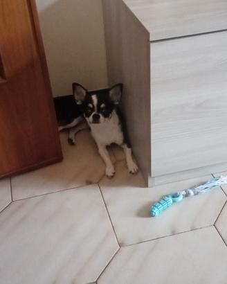 Chiwawa toy cucciola