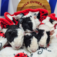 Porcellino d'india razza Us Teddy