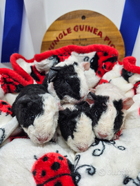 Porcellino d'india razza Us Teddy